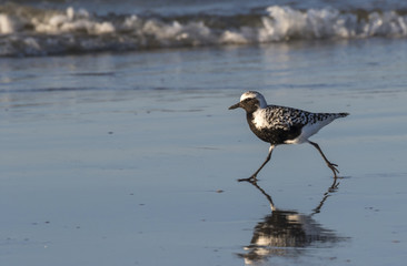 Black-bellied plover (Pluvialis squatarola) in summer plumage running along the ocean coast, Galveston, Texas, USA