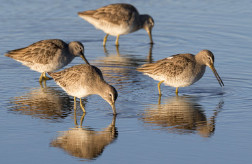Short-billed dowitchers (Limnodromus griseus) feeding in shallow water of tidal marsh, Galveston, Texas, USA