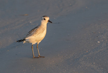 Black-bellied plover (Pluvialis squatarola) in winter plumage on the ocean beach, Galveston, Texas, USA