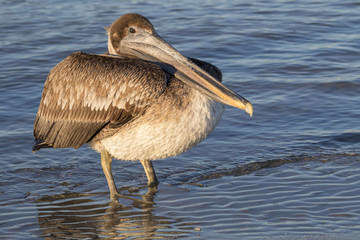 Brown pelican (Pelecanus occidentalis) on the ocean beach, Galveston, Texas, USA