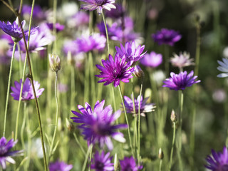 purple and white everlasting or immortelle flowers xeranthemum annuum