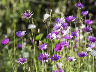 purple and white everlasting or immortelle flowers xeranthemum annuum