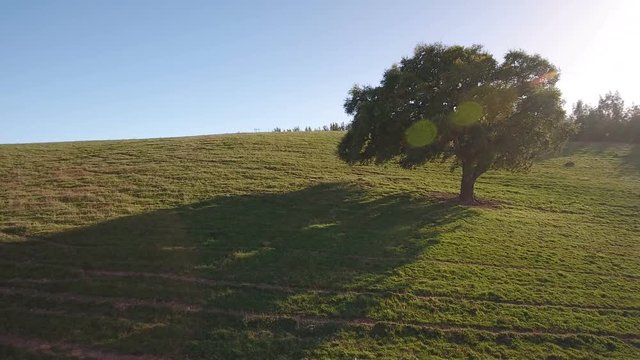 Aerial. Video shooting drone sky, lawns and pastures for agriculture in Alentejo, Portugal.