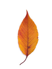 紅葉したサクラの葉