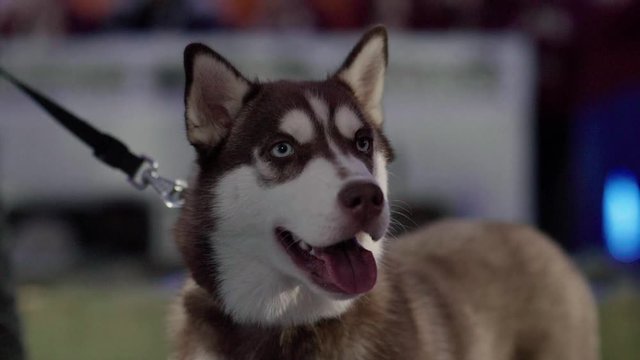 Husky dog close up face in slow motion.