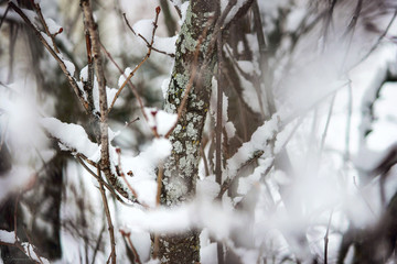 Winter Tree