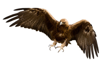 a golden eagle, isolated - 182916648