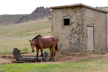 Fototapeta na wymiar sad horse at a lodge