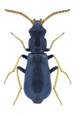 Beetle Paratinus femoralis on a white background