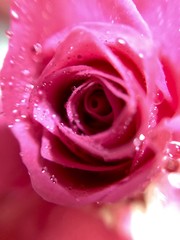 Rose petals with drops of water close up
