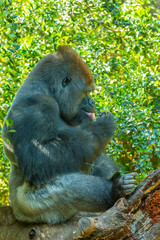 sitting gorilla in nature Congo