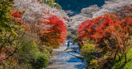 Shikizakura blossoms mixed with the beautiful autumn colour leave at Obara village.
