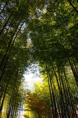 Fototapeta na wymiar 日本の竹林