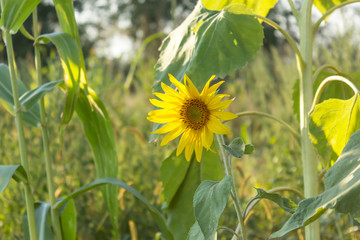 Fototapeta premium Sunflowers in field, agriculture and gardening