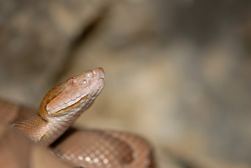 Osage Copperhead