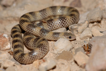 Sonora semiannulata