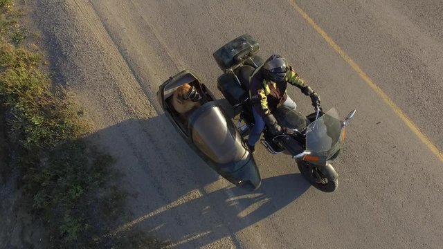 mastiff dog in motorcycle aerial drone catches her attention 4k