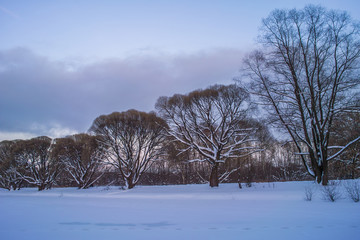 Trees alley at winter sunset