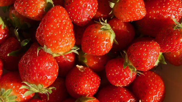 Fraises Mara des Bois du P&eacute;rigord en France