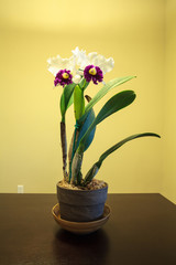 Tropical white and purple Cattleya orchid © SailingAway