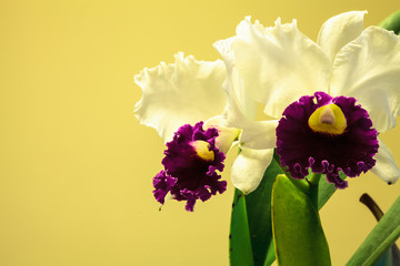 Tropical white and purple Cattleya orchid