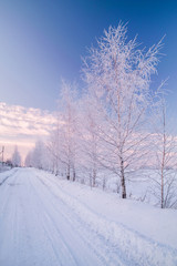 Frozen snowy birch alley
