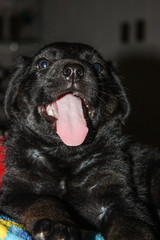 Cute black puppy looking at the camera