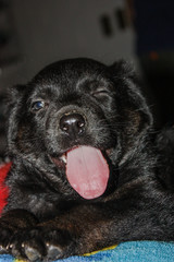 Cute black puppy looking at the camera