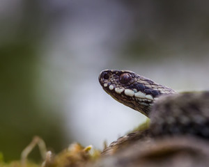 Common Viper 
