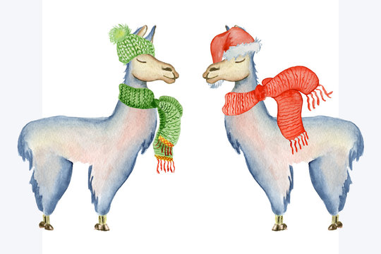 Christmas lama illustration with Santa hat and scarf Winter watercolor animals Cute kids illustration perfect for greeting or post cards, prints on t-shirts, phone cases