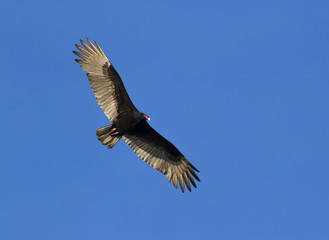 Turkey buzzard (Cathartes aura) flying in the blue sky