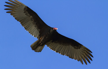 Turkey buzzard (Cathartes aura), Aranzas NWR