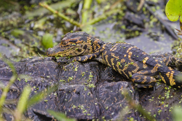 Baby alligater on its mother back