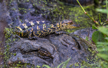 Baby alligater on its mother back