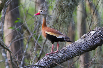 Black-bellied whistling duck