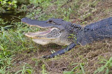 alligator at Brazos Bend State Park with widely open mouth