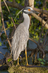 yellow-crowned night heron in sunset light