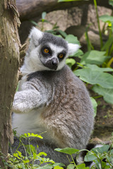 Ring-tailed lemur closeup