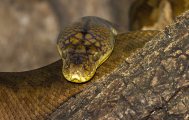 Green tree phyton close up