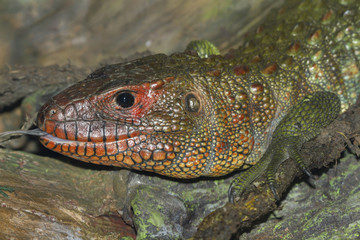 The  northern caiman lizard closeup