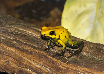 Yellow poison dart frog