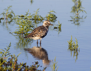 Black-bellied, or grey plover