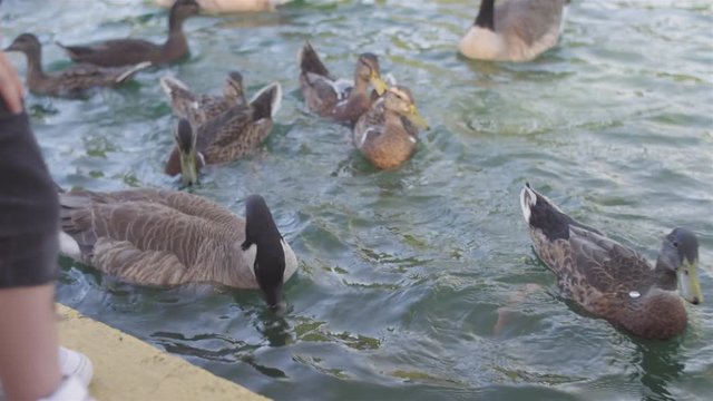 Young child feeding some ducks at a pond