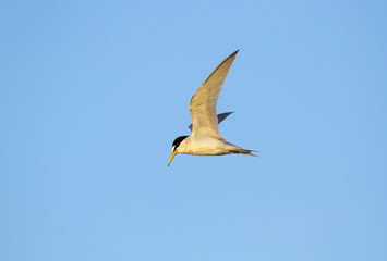 Least Tern flying in blue sky