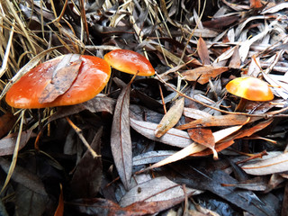 Beautiful abstract forest mushroom background