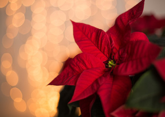 Red Poinsettia against Christmas lights