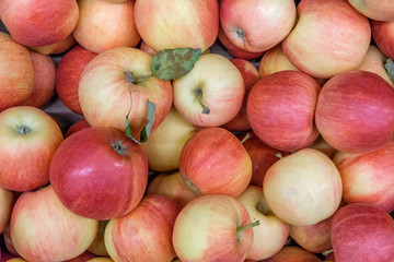 a lot of red and yellow apples one of them with dry leaves