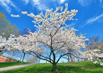 Obraz na płótnie Canvas White Cherry Blossoms