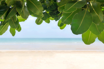 Selective focus to tree leaf at the beach ; Ocainia backgroud