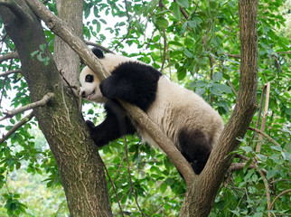 young panda climbing up and playing on the tree